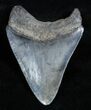 Glossy, Black Megalodon Tooth - #3701-2